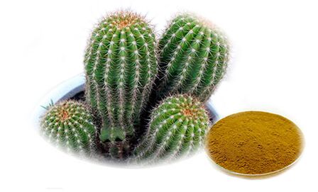 Hoodia gordoni as part of Reduslima