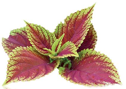 coleus forskolia as part of Reduslima